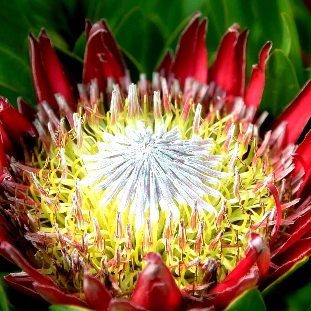 King Protea Seeds - 5 Pack - Giant Pink and Cream Flowers - Protea cynaroides - Exotic Garden Plant