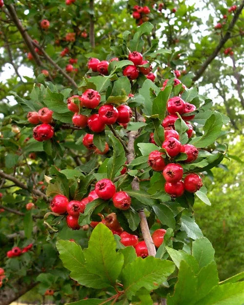 Live Mayhaw Fruit Tree Plug Seedling - Crataegus opaca, Heirloom Mayhaw Apple Hawthorn Tree for Garden or Orchard