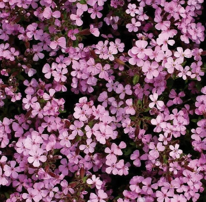 Rock Soapwort Seeds 500+ Saponaria ocymoides Perennial Creeping Groundcover Plant for Gardens