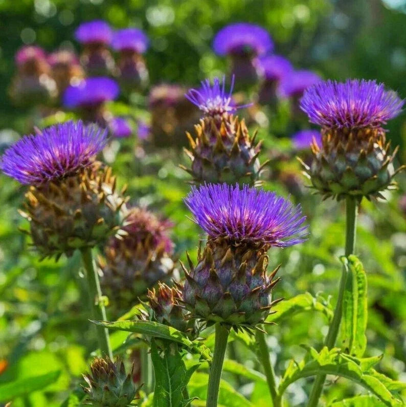 Cardoon Seeds Packets - Artichoke Thistle, NON-GMO, Edible Stalks, Full Sun, Cynara cardunculus