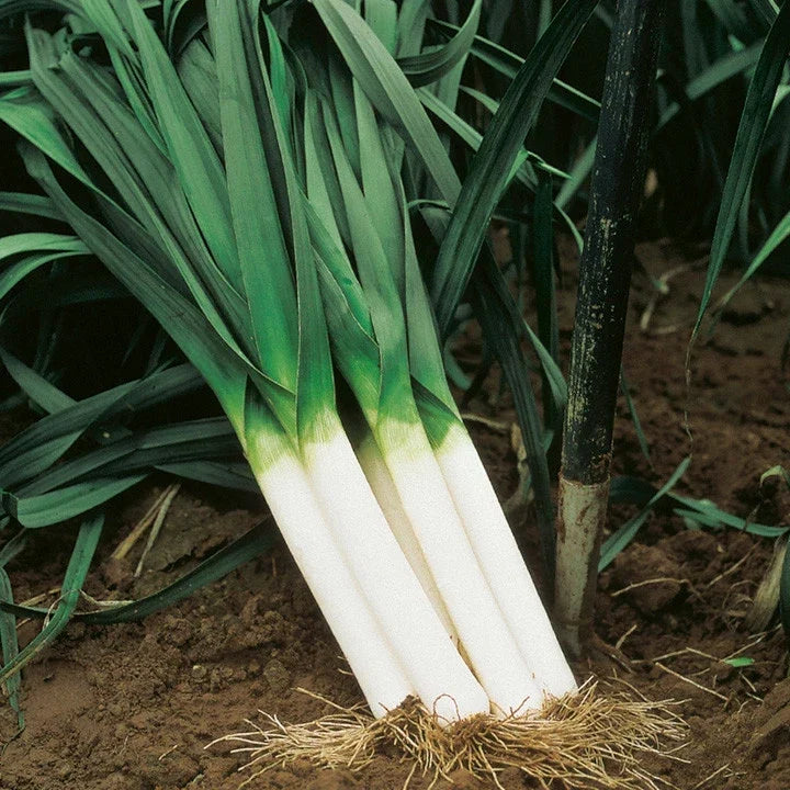 American Flag Leek Seeds - Broad London Variety, Non-GMO, Heirloom Allium ampeloprasum, Organic Gardening Seeds