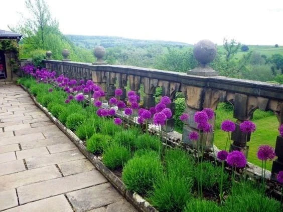 Purple Sensation Allium Seeds - 10 Pack for Large 4-6 Inch Purple Flowers, Butterfly Attracting, Drought Tolerant, Easy to Grow