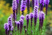 Liatris Spicata Seeds - 175 Pack - Blazing Stars - Perennial Flower Seeds - Native Wildflower