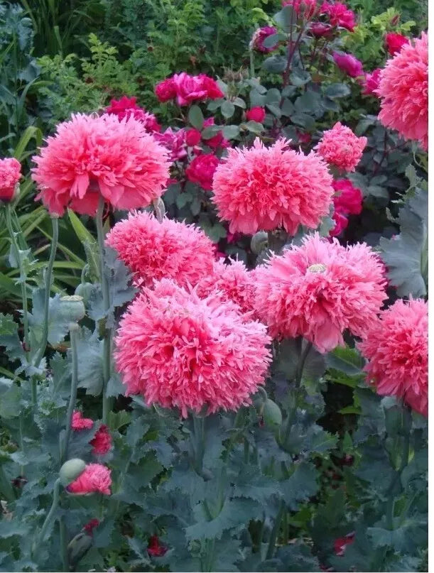 Heirloom Peony Poppy Seeds - 200+ Papaver Paeoniflorum - Double Blooms in Pink, White & Lavender
