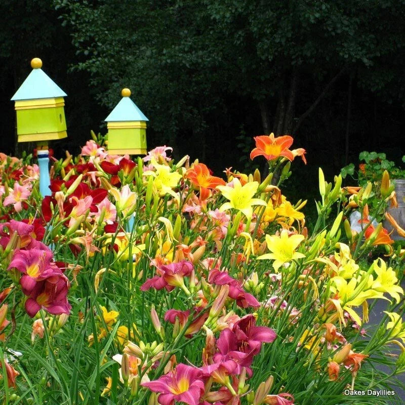 Mixed Color Daylily Live Starter Bare Root Plants Set of 2 - Hemerocallis, Easy to Grow Perennial Garden Flowers