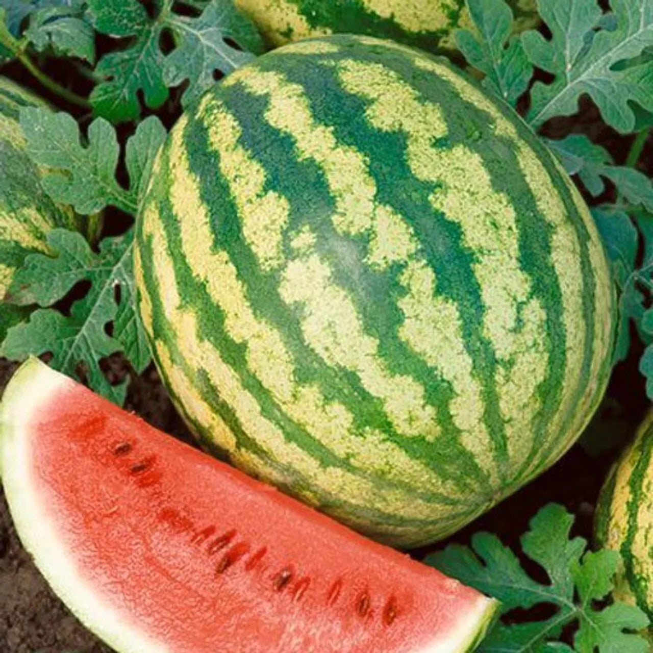 Crimson Sweet Watermelon Seeds - Non-GMO Heirloom Citrullus lanatus for Home Garden, Juicy, Red Flesh, Vining, Seed Pack