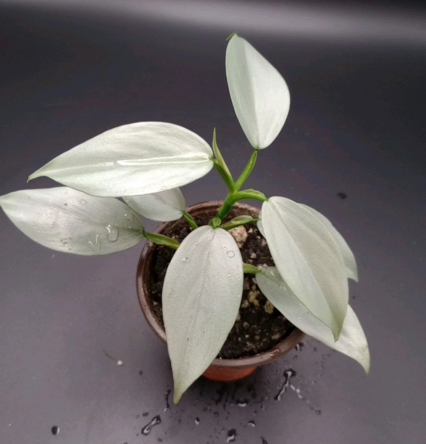 Philodendron Silver Sword Plant in 3.5" Pot – Rare Indoor Houseplant with Silver-Green Foliage – Philodendron hastatum