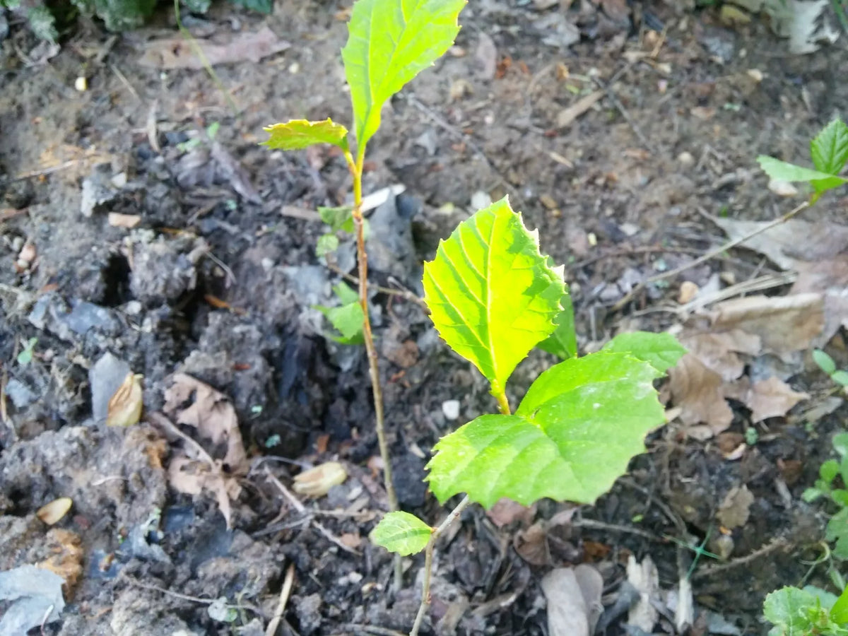 American Sycamore Seeds 1000-1500 Count Platanus occidentalis Buttonwood Tree for Reforestation & Landscaping