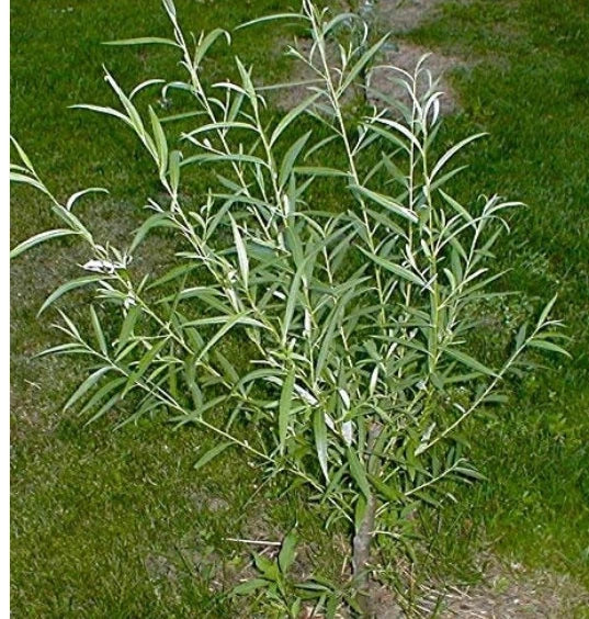 Jumbo Hybrid Willow Cuttings 6 Pack, 5/8-1 Inch Thick, Fast-Growing Salix × sepulcralis for Landscaping and Privacy Screens