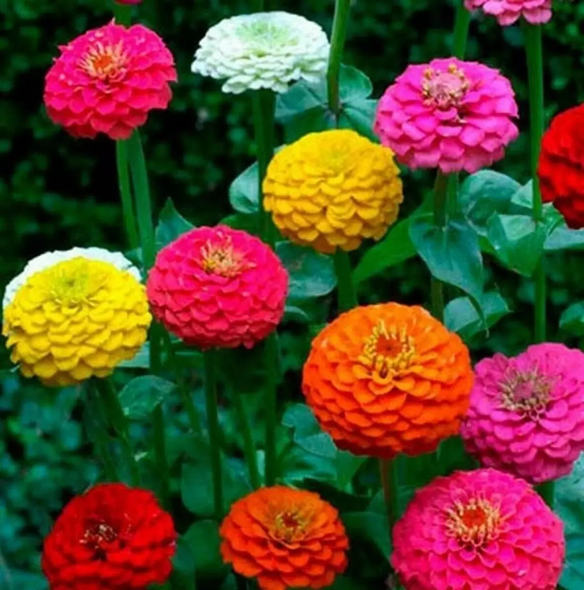 Zinnia Seeds - 200+ Count, Cut and Come Again, Butterfly and Hummingbird Attracting, Zinnia elegans, Assorted Colors