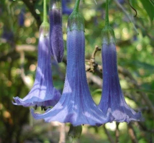 Blue Angel Trumpet Seeds - 10 Pack, Fragrant Tropical Flower, Brugmansia suaveolens, Blue Bloom, Small Shrub, Garden & Patio Plant