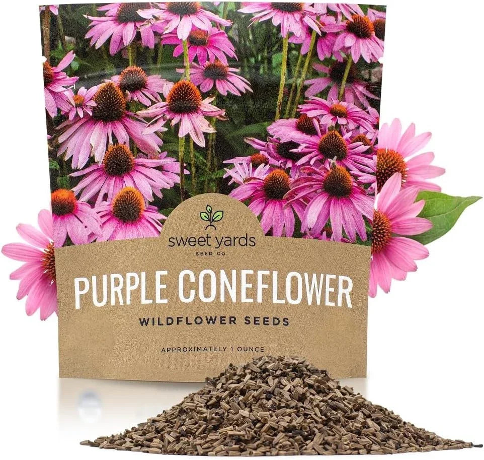 Purple Coneflower Seeds - Extra Large Packet - Echinacea purpurea - Garden Planting, Pollinator Attracting, Non-GMO Seeds