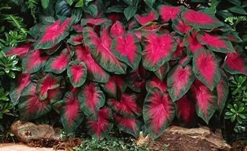 Caladium Bulbs (6 Count) - Buck Variety, Colorful Tropical Foliage