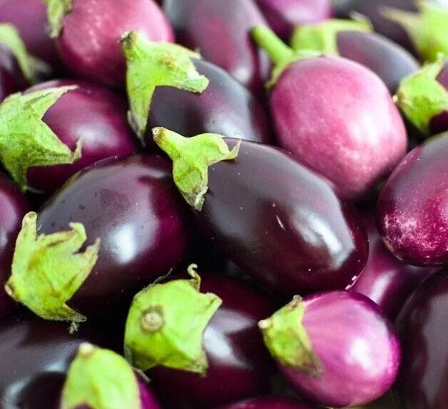 Round Eggplant Seeds 50+ Pack | Asian Culinary Vegetable | Solanum melongena | Non-GMO, Easy to Grow