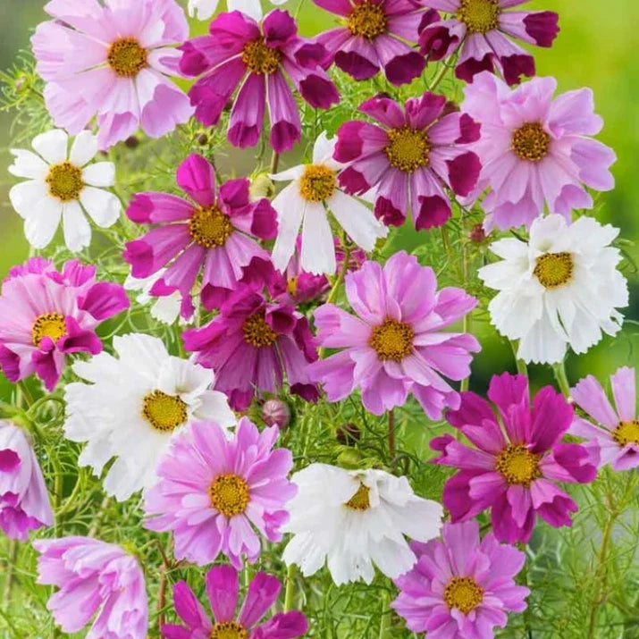 Cosmos Seeds Mix - 50 Pack, Colorful Flower Variety, Cosmos bipinnatus, Butterfly Attracting, Drought Tolerant, Garden & Border