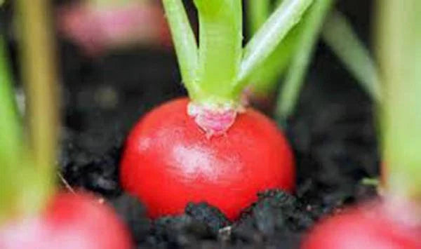 Radish Seeds - 1000+ Heirloom Cherry Belle Non-GMO Red Radish Seeds - Perfect for Home Gardening