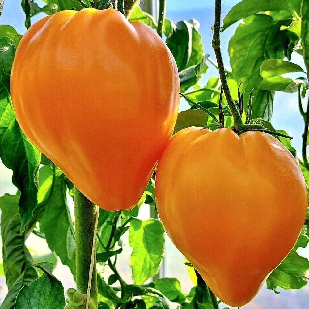 Orange Oxheart Tomato Seeds - Heirloom Organic Non-GMO Solanum lycopersicum, 10+ Seeds for Home Garden, Juicy Heart-Shaped Tomatoes