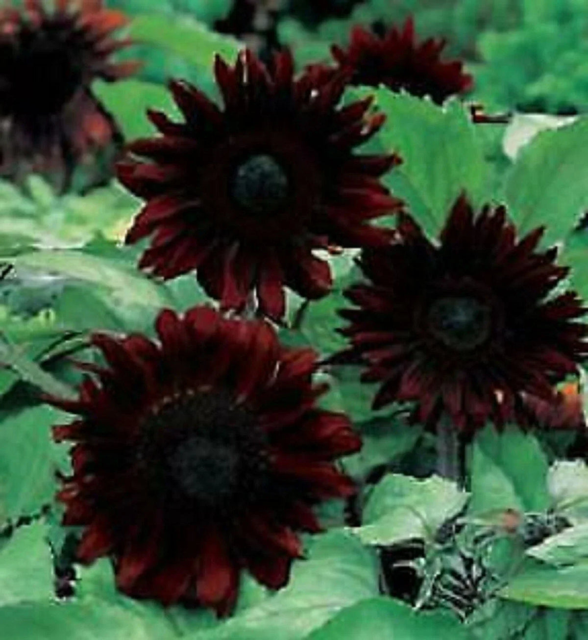 Black Magic Sunflower Seeds - Perennial Helianthus annuus - Dark Purple Blooms - 25 Seeds for Garden, Borders, Cut Flowers