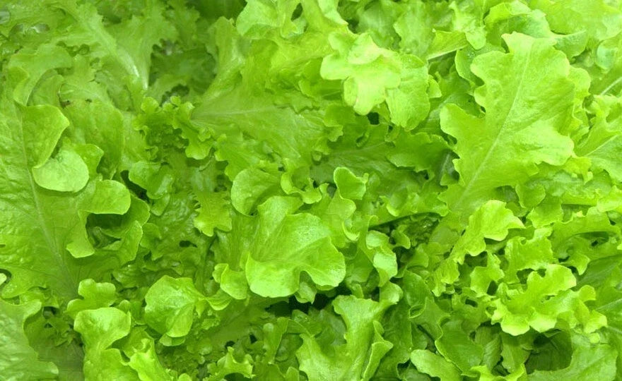 Salad Bowl Lettuce Seeds – Heirloom Non-GMO Vegetable Garden, Lactuca sativa, 600+ Seeds, Easy to Grow, Perfect for Salads & Garnishes