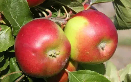Burgundy Apple Seeds - 25+ Heirloom Malus domestica Seeds for Garden Planting - USA
