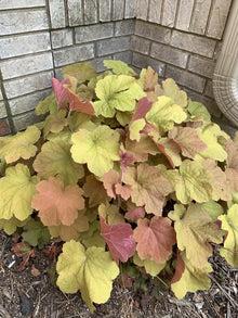 Coral Bells Live Plant - Gold Yellow Orange Velvet - Heuchera spp. - Bare Root 1pc