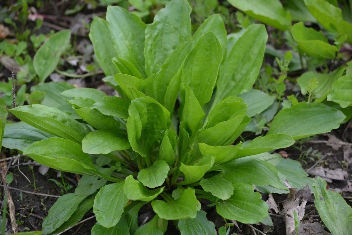 Plantain Herb Seeds 250+ Count, Medicinal Perennial, Heat Tolerant, Plantago Major, Garden Seeds