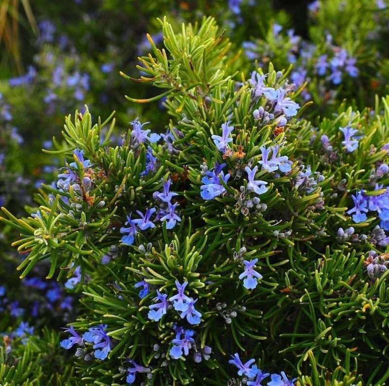 Rosemary Live Plant – Upright Herb in Pot, 6-8 Inches Tall, Salvia rosmarinus, Culinary & Indoor Herb