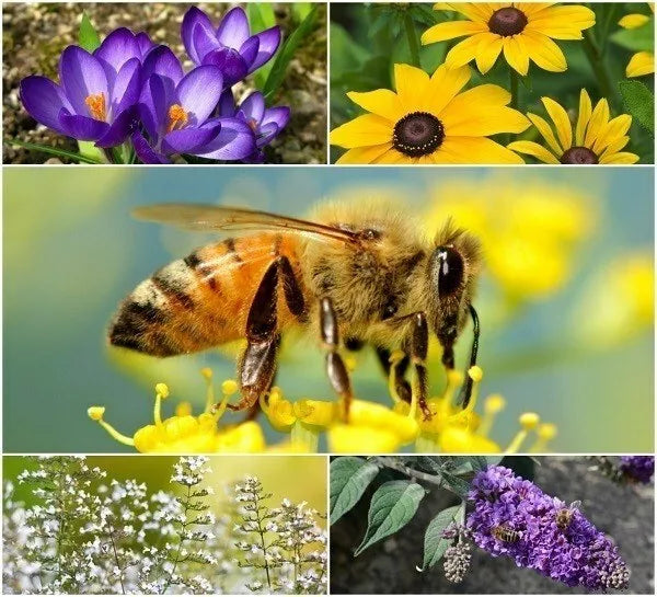 Perennial Pollinator Seeds Bundle - Wildflower Mix for Bees & Butterflies
