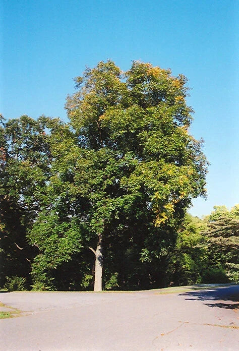 Shellbark Hickory Tree Live Plant Set of 2, 18+ Inches, Carya laciniosa, Hardy Zones 5-9