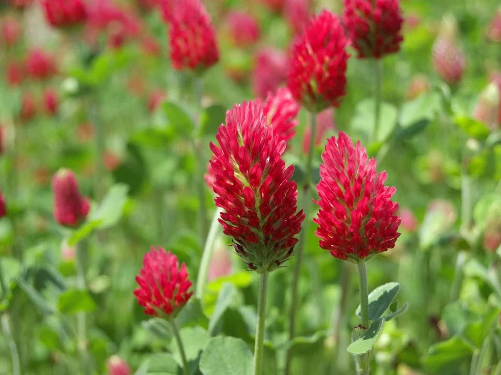 Crimson Clover Seeds - 200+ Trifolium incarnatum Cover Crop for Soil Improvement, Green Manure, Pollinator Attractant