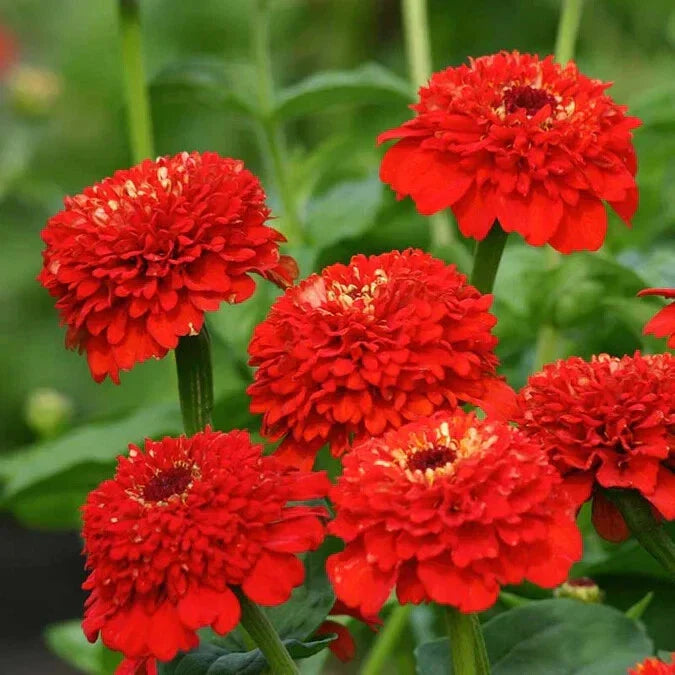 Zinderella Red Zinnia Seeds - 100+ Pack - USA Grown Zinnia elegans for Garden