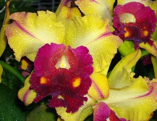 Cattleya Orchid Plant Rlc. Tainan Gold 'Hawaii #1' in 2.5" Pot
