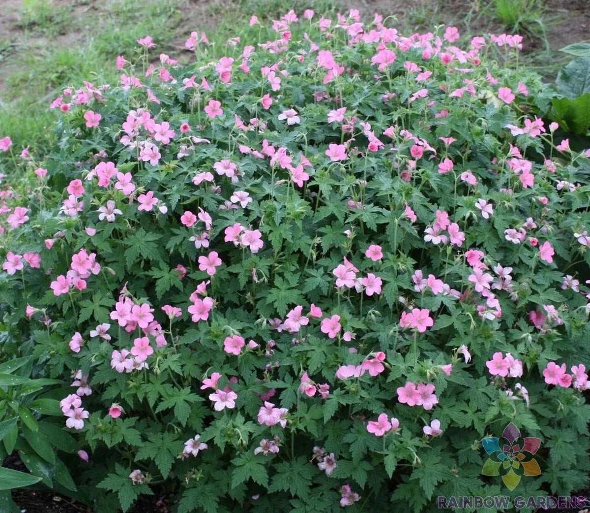 25+ Wageningen Geranium Seeds - Pelargonium x hortorum - USA Free Shipping