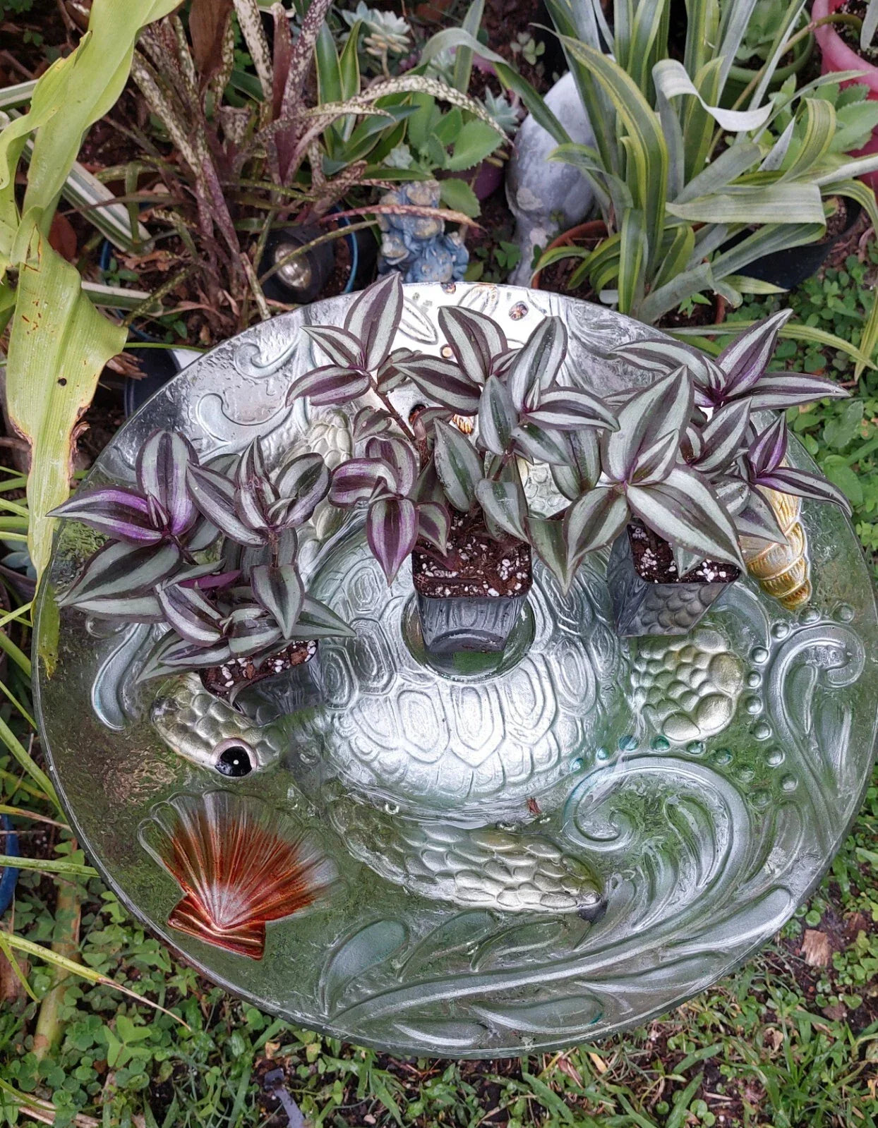 Tradescantia Zebrina Silver Plus Wandering Jew Plant in 2.5" Pot – Indoor Houseplant, Trailing Foliage, Pet Safe
