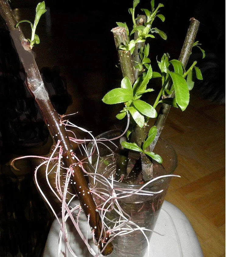 Hybrid Willow Cuttings - 20 Pencil Size or Smaller - Salix × sepulcralis Fast-Growing Privacy Screen Hedges