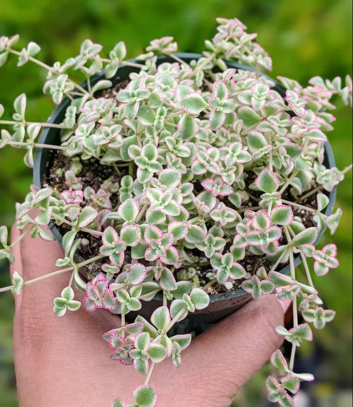 Sedum 'Little Missy' Succulent Live Plant 4-Inch Bare Root Drought-Tolerant Ground Cover for Garden & Containers