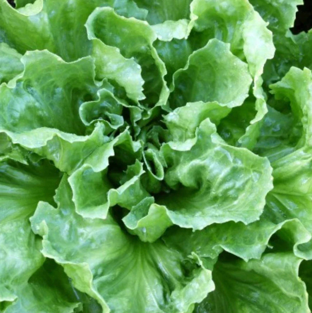 Broadleaf Batavian Endive Seeds - Non-GMO Heirloom Escarole for Vegetable Gardens