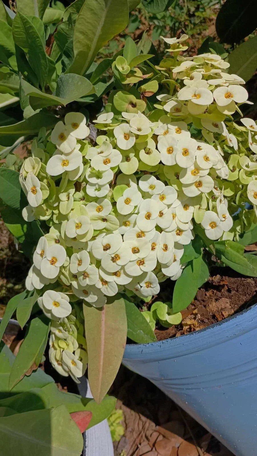 White Crown of Thorns Cutting - Euphorbia milii with Yellow Center, Indoor/Outdoor Plant, No Roots