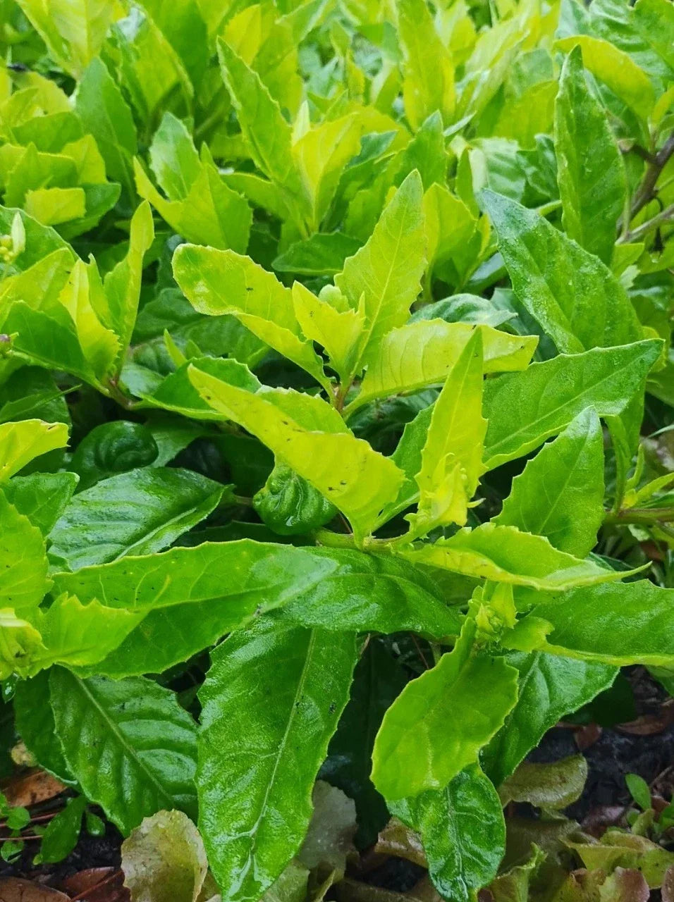Longevity Spinach Cuttings 4 Gynura Procumbens Plant for Home Gardening, Edible Greens, Easy to Grow