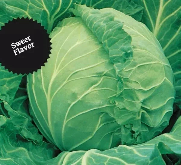 Cabbage Seeds 1000+ Heirloom Copenhagen Market Non-GMO Brassica oleracea var. capitata, Full Sun, Easy to Grow