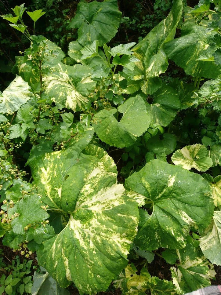 Variegated Japanese Fuki Plant - Green & White Leaves - Petasites japonicus 'Variegatus' - Perennial Garden Plant