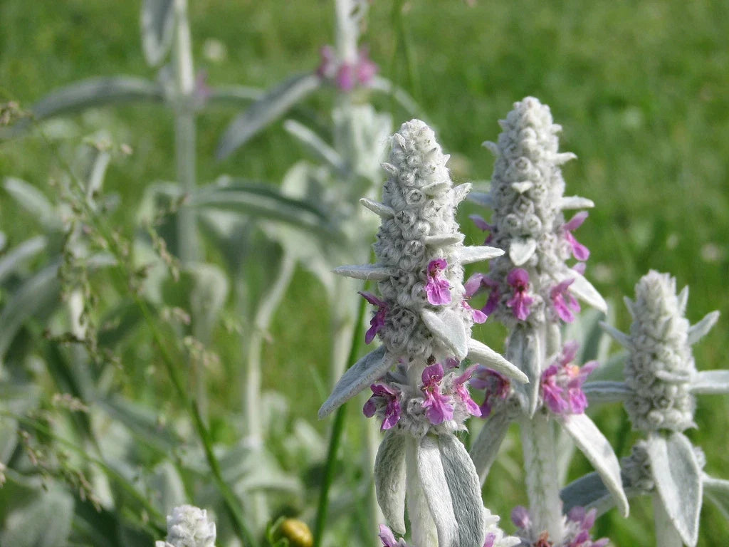 Lamb's Ears Seeds - Sun Perennial Ground Cover - Stachys byzantina - Easy to Grow, Drought-Resistant, Pollinator-Friendly, 30 Seeds