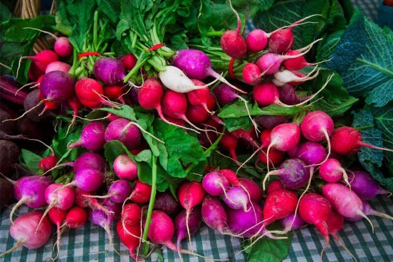 Easter Egg Radish Seeds - 500+ Count - Raphanus sativus - USA Grown