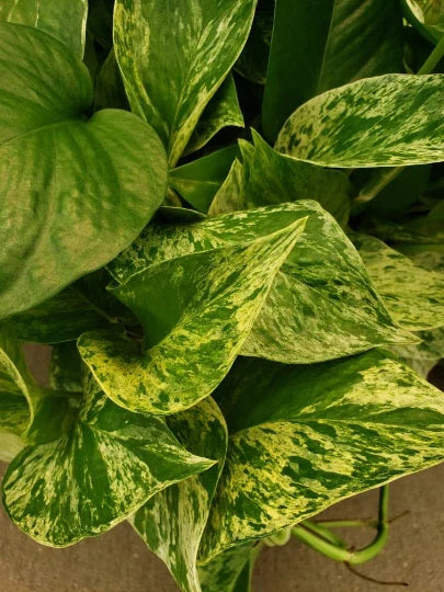 Marble Queen Pothos Vine Plant - Easy Care Indoor Houseplant - Variegated Epipremnum aureum - Low Light Trailing or Climbing