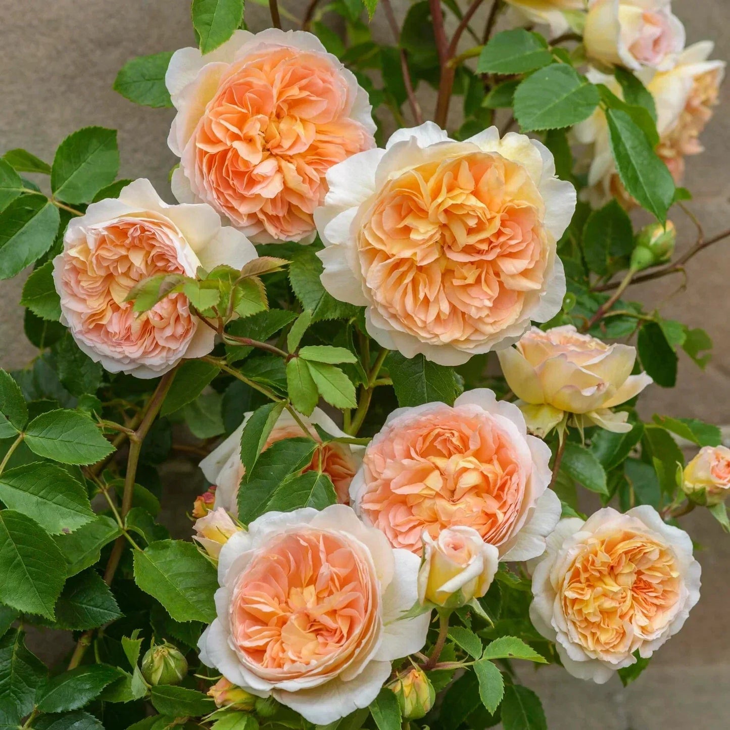 Live Rose Cuttings - David Austin Bathsheba Rosa 'Bathsheba' - Unrooted Fresh 5-8 Inch Stems for Gardening