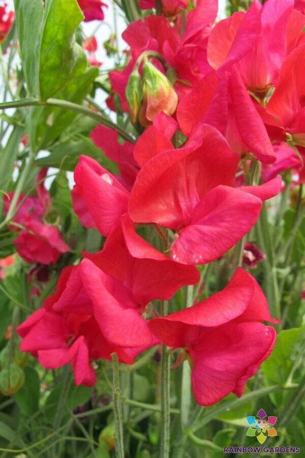 Genoa Sweet Pea Seeds - 50+ Pack | Lathyrus odoratus | USA