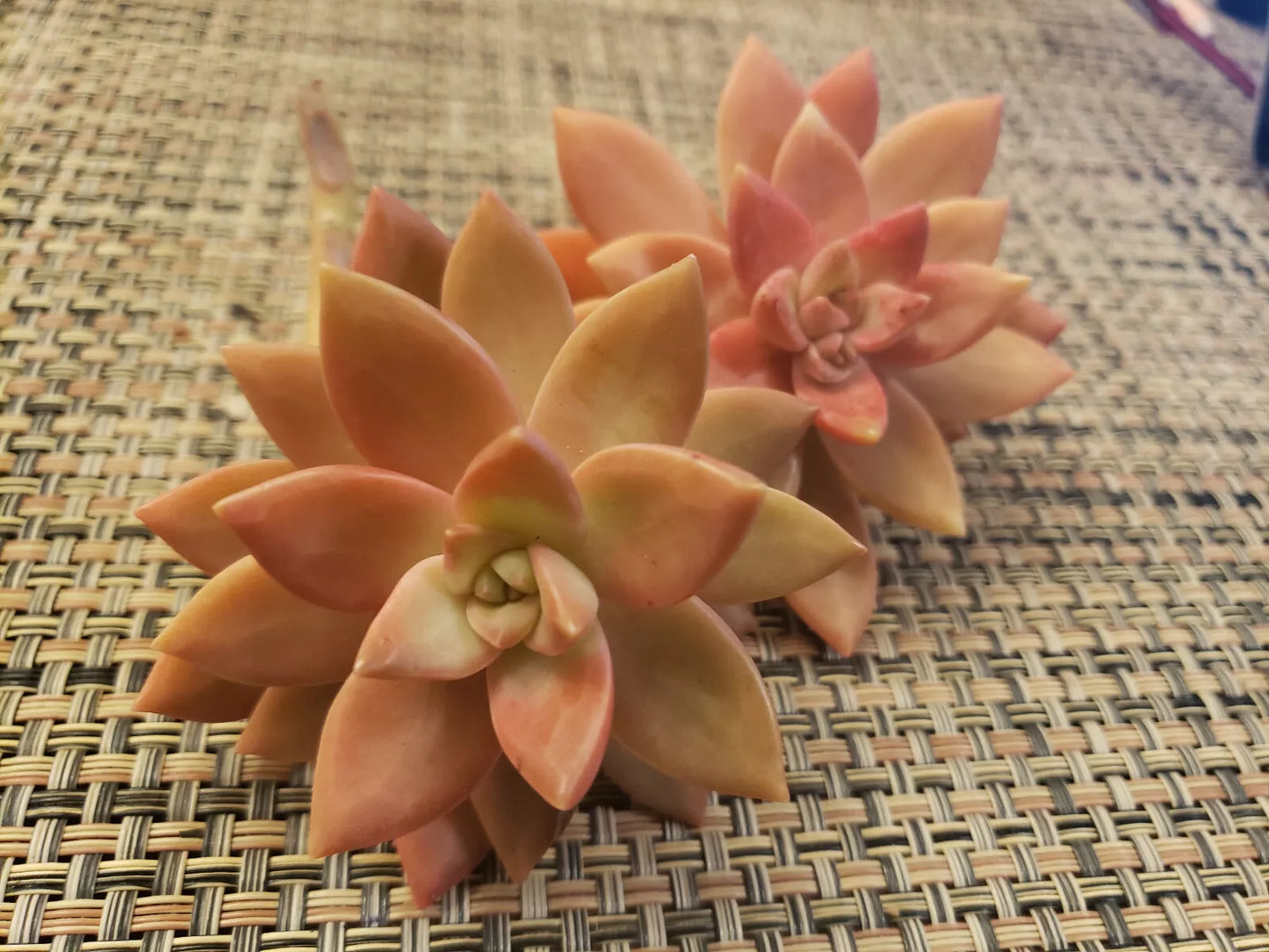 GraptoSedum California Sunset Succulent Cuttings - 2.5" Unrooted Plants for Indoor Outdoor Gardening