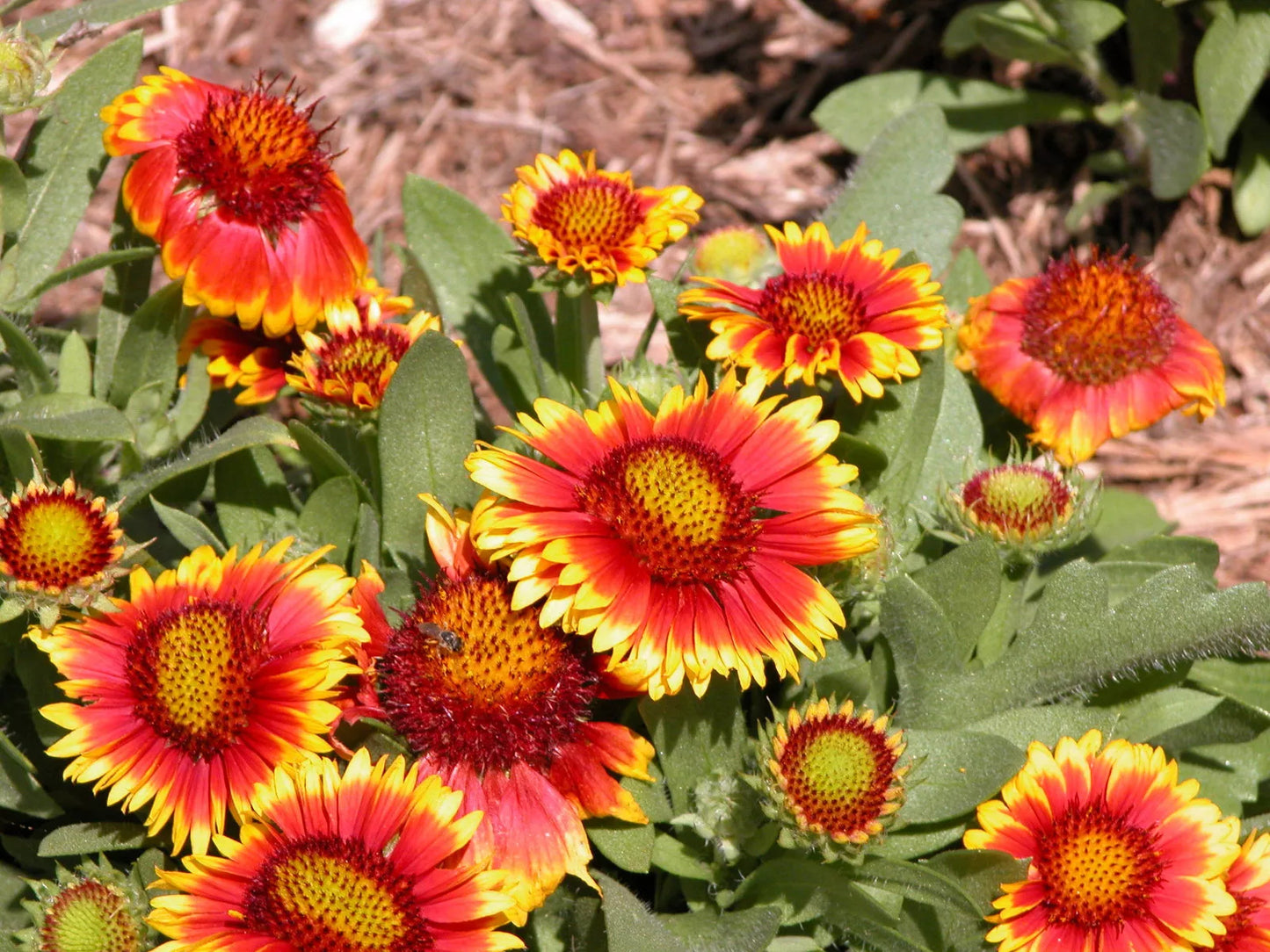 Drought-Tolerant Blanket Flower Seeds 70 Pack Gaillardia aristata for Borders, Rock Gardens, Bees & Butterflies
