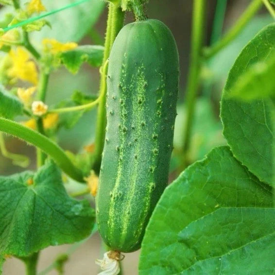 Carolina Cucumber Seeds | F1 Hybrid, Early Pickling Variety, Cucumis sativus, Compact Growth, 50+ Seeds