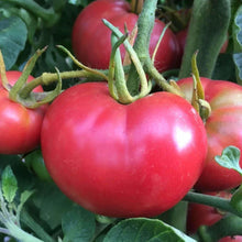 Tomato Seeds 1000 Count - Bradley Pink Compact Bushy Plant - Sweet Dark-Pink Tomatoes for Canning & Fresh Market